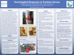 Hummingbird Responses to Predator Decoys by Michael Gloudeman and Erich Eberts