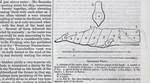 Image of Sperm Whale from <em>Penny Cyclopædia for the Diffusion of Useful Knowledge</em>
