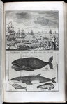 "The Whale Fishery and Killing the Bears" Illustration from <em>Navigantium Atque Itinerantium Bibliotecha</em>, 1744-48