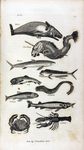 Illustration from <em>Goldsmith's Natural History: Abridged for the Use of Schools</em>, 1826