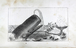 Illustration of a Whale from <em>Etchings of a Whaling Cruise</em>, 1846