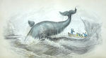 Illustration of Sperm Whale Hunt from <em> The Natural History of the Ordinary Cetacea or Whales</em>, 1837